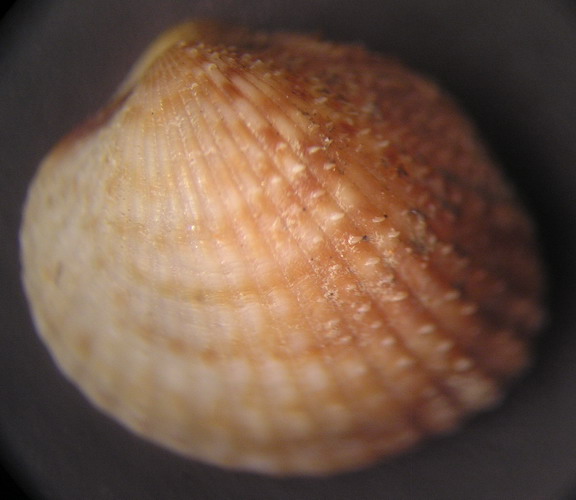 Parvicardium o Plagiocardium